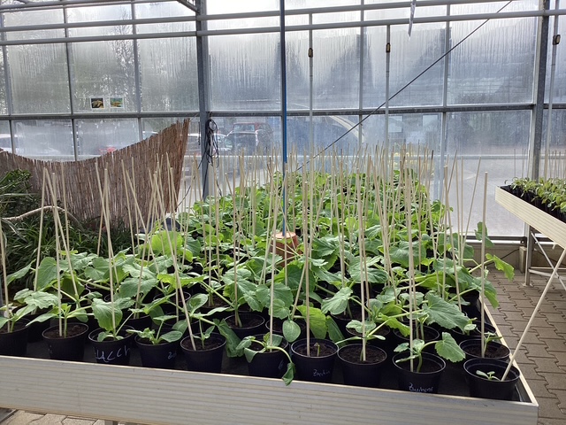 Gemüsepflanzen-Verkauf